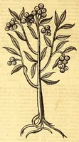An illustration from Ioannis Eusebii Nierembergii Madritensis ex Societate Iesu ... historia naturæ, maxime peregrinæ, libris XVI. distincta. In quibus rarissima naturæ arcana, etiam astronomica, & ignota Indiarum animalia ... plantæ, metalla, lapides ... fluuioruḿque & elementorum conditiones, etiam cum proprietatibus medicinalibus, describuntur ... : Accedunt de miris & miraculosis naturis in Europâ libri duo: item de iisdem in terrâ Hebræis promissâ liber vnus (1635)