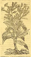 An illustration from Ioannis Eusebii Nierembergii Madritensis ex Societate Iesu ... historia naturæ, maxime peregrinæ, libris XVI. distincta. In quibus rarissima naturæ arcana, etiam astronomica, & ignota Indiarum animalia ... plantæ, metalla, lapides ... fluuioruḿque & elementorum conditiones, etiam cum proprietatibus medicinalibus, describuntur ... : Accedunt de miris & miraculosis naturis in Europâ libri duo: item de iisdem in terrâ Hebræis promissâ liber vnus (1635)