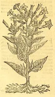 An illustration from Ioannis Eusebii Nierembergii Madritensis ex Societate Iesu ... historia naturæ, maxime peregrinæ, libris XVI. distincta. In quibus rarissima naturæ arcana, etiam astronomica, & ignota Indiarum animalia ... plantæ, metalla, lapides ... fluuioruḿque & elementorum conditiones, etiam cum proprietatibus medicinalibus, describuntur ... : Accedunt de miris & miraculosis naturis in Europâ libri duo: item de iisdem in terrâ Hebræis promissâ liber vnus (1635)