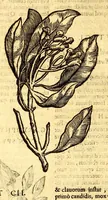 Picture 57 of 61 from Ioannis Eusebii Nierembergii Madritensis ex Societate Iesu ... historia naturæ, maxime peregrinæ, libris XVI. distincta. In quibus rarissima naturæ arcana, etiam astronomica, & ignota Indiarum animalia ... plantæ, metalla, lapides ... fluuioruḿque & elementorum conditiones, etiam cum proprietatibus medicinalibus, describuntur ... : Accedunt de miris & miraculosis naturis in Europâ libri duo: item de iisdem in terrâ Hebræis promissâ liber vnus (1635), leaf 384