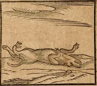 An illustration from Ioannis Pierii Valeriani Bellvnensis Hieroglyphica, sive, De sacris Ægyptiorvm aliarumq gentium literis commentariorum libri LVIII : cum duobus alijs ab eruditissimo viro annexis : accesserunt loco auctarij, Hieroglyphicorum collectanea, ex veteribus & recentioribus auctoribus descripta, & in sex libros digesta : Horapollinis item hieroglyphicorum libri duo, ex postrema Dauidis Hschelij correctione : prætereà eiusdem Pierij declamatiuncula pro barbis sacerdotum, & reliqua opuscula siue poemata omnia (1614)