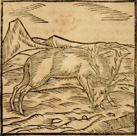An illustration from Ioannis Pierii Valeriani Bellvnensis Hieroglyphica, sive, De sacris Ægyptiorvm aliarumq gentium literis commentariorum libri LVIII : cum duobus alijs ab eruditissimo viro annexis : accesserunt loco auctarij, Hieroglyphicorum collectanea, ex veteribus & recentioribus auctoribus descripta, & in sex libros digesta : Horapollinis item hieroglyphicorum libri duo, ex postrema Dauidis Hschelij correctione : prætereà eiusdem Pierij declamatiuncula pro barbis sacerdotum, & reliqua opuscula siue poemata omnia (1614)