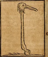 An illustration from Ioannis Pierii Valeriani Bellvnensis Hieroglyphica, sive, De sacris Ægyptiorvm aliarumq gentium literis commentariorum libri LVIII : cum duobus alijs ab eruditissimo viro annexis : accesserunt loco auctarij, Hieroglyphicorum collectanea, ex veteribus & recentioribus auctoribus descripta, & in sex libros digesta : Horapollinis item hieroglyphicorum libri duo, ex postrema Dauidis Hschelij correctione : prætereà eiusdem Pierij declamatiuncula pro barbis sacerdotum, & reliqua opuscula siue poemata omnia (1614)