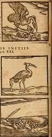 An illustration from Ioannis Pierii Valeriani Bellvnensis Hieroglyphica, sive, De sacris Ægyptiorvm aliarumq gentium literis commentariorum libri LVIII : cum duobus alijs ab eruditissimo viro annexis : accesserunt loco auctarij, Hieroglyphicorum collectanea, ex veteribus & recentioribus auctoribus descripta, & in sex libros digesta : Horapollinis item hieroglyphicorum libri duo, ex postrema Dauidis Hschelij correctione : prætereà eiusdem Pierij declamatiuncula pro barbis sacerdotum, & reliqua opuscula siue poemata omnia (1614)