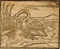 An illustration from Ioannis Pierii Valeriani Bellvnensis Hieroglyphica, sive, De sacris Ægyptiorvm aliarumq gentium literis commentariorum libri LVIII : cum duobus alijs ab eruditissimo viro annexis : accesserunt loco auctarij, Hieroglyphicorum collectanea, ex veteribus & recentioribus auctoribus descripta, & in sex libros digesta : Horapollinis item hieroglyphicorum libri duo, ex postrema Dauidis Hschelij correctione : prætereà eiusdem Pierij declamatiuncula pro barbis sacerdotum, & reliqua opuscula siue poemata omnia (1614)