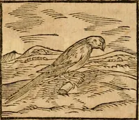 An illustration from Ioannis Pierii Valeriani Bellvnensis Hieroglyphica, sive, De sacris Ægyptiorvm aliarumq gentium literis commentariorum libri LVIII : cum duobus alijs ab eruditissimo viro annexis : accesserunt loco auctarij, Hieroglyphicorum collectanea, ex veteribus & recentioribus auctoribus descripta, & in sex libros digesta : Horapollinis item hieroglyphicorum libri duo, ex postrema Dauidis Hschelij correctione : prætereà eiusdem Pierij declamatiuncula pro barbis sacerdotum, & reliqua opuscula siue poemata omnia (1614)