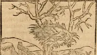 An illustration from Ioannis Pierii Valeriani Bellvnensis Hieroglyphica, sive, De sacris Ægyptiorvm aliarumq gentium literis commentariorum libri LVIII : cum duobus alijs ab eruditissimo viro annexis : accesserunt loco auctarij, Hieroglyphicorum collectanea, ex veteribus & recentioribus auctoribus descripta, & in sex libros digesta : Horapollinis item hieroglyphicorum libri duo, ex postrema Dauidis Hschelij correctione : prætereà eiusdem Pierij declamatiuncula pro barbis sacerdotum, & reliqua opuscula siue poemata omnia (1614)