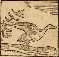 An illustration from Ioannis Pierii Valeriani Bellvnensis Hieroglyphica, sive, De sacris Ægyptiorvm aliarumq gentium literis commentariorum libri LVIII : cum duobus alijs ab eruditissimo viro annexis : accesserunt loco auctarij, Hieroglyphicorum collectanea, ex veteribus & recentioribus auctoribus descripta, & in sex libros digesta : Horapollinis item hieroglyphicorum libri duo, ex postrema Dauidis Hschelij correctione : prætereà eiusdem Pierij declamatiuncula pro barbis sacerdotum, & reliqua opuscula siue poemata omnia (1614)