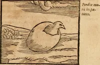 An illustration from Ioannis Pierii Valeriani Bellvnensis Hieroglyphica, sive, De sacris Ægyptiorvm aliarumq gentium literis commentariorum libri LVIII : cum duobus alijs ab eruditissimo viro annexis : accesserunt loco auctarij, Hieroglyphicorum collectanea, ex veteribus & recentioribus auctoribus descripta, & in sex libros digesta : Horapollinis item hieroglyphicorum libri duo, ex postrema Dauidis Hschelij correctione : prætereà eiusdem Pierij declamatiuncula pro barbis sacerdotum, & reliqua opuscula siue poemata omnia (1614)