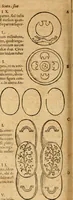 An illustration from Ioannis Pierii Valeriani Bellvnensis Hieroglyphica, sive, De sacris Ægyptiorvm aliarumq gentium literis commentariorum libri LVIII : cum duobus alijs ab eruditissimo viro annexis : accesserunt loco auctarij, Hieroglyphicorum collectanea, ex veteribus & recentioribus auctoribus descripta, & in sex libros digesta : Horapollinis item hieroglyphicorum libri duo, ex postrema Dauidis Hschelij correctione : prætereà eiusdem Pierij declamatiuncula pro barbis sacerdotum, & reliqua opuscula siue poemata omnia (1614)
