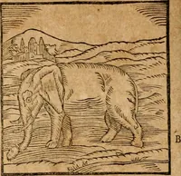 An illustration from Ioannis Pierii Valeriani Bellvnensis Hieroglyphica, sive, De sacris Ægyptiorvm aliarumq gentium literis commentariorum libri LVIII : cum duobus alijs ab eruditissimo viro annexis : accesserunt loco auctarij, Hieroglyphicorum collectanea, ex veteribus & recentioribus auctoribus descripta, & in sex libros digesta : Horapollinis item hieroglyphicorum libri duo, ex postrema Dauidis Hschelij correctione : prætereà eiusdem Pierij declamatiuncula pro barbis sacerdotum, & reliqua opuscula siue poemata omnia (1614)