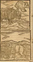 An illustration from Ioannis Pierii Valeriani Bellvnensis Hieroglyphica, sive, De sacris Ægyptiorvm aliarumq gentium literis commentariorum libri LVIII : cum duobus alijs ab eruditissimo viro annexis : accesserunt loco auctarij, Hieroglyphicorum collectanea, ex veteribus & recentioribus auctoribus descripta, & in sex libros digesta : Horapollinis item hieroglyphicorum libri duo, ex postrema Dauidis Hschelij correctione : prætereà eiusdem Pierij declamatiuncula pro barbis sacerdotum, & reliqua opuscula siue poemata omnia (1614)