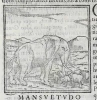 Picture 12 of 31 from Ioannis Pierii Valeriani Hieroglyphicorvm ex sacris Aegyptiorum literis libri octo (1556), leaf 36