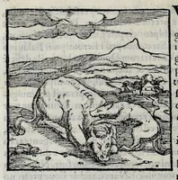 Picture 16 of 31 from Ioannis Pierii Valeriani Hieroglyphicorvm ex sacris Aegyptiorum literis libri octo (1556), leaf 52