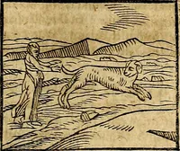 An illustration from Ioannis Pierii Valeriani Bellvnesis Hieroglyphica, sive De sacris Aegypticrvm aliarumq[ue] gentium literis, commentariorum libri LVIII cum duobus alijs ab eruditissimo viro annexis. Accesserunt loco auctarij, Hieroglyphicorum collectanea, ex veteribus & recentioribus auctoribus descripta, & in sex libros digesta. Horapollinis item hieroglyphicorum libri duo, ex postrema Dauidis Hoeschelij correctione. Praetereà eiusdem Pierij declamatiuncula Pro barbis sacerdotum, & reliqua opuscula siue Poemata omnia (1614)