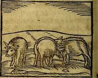 Picture 64 of 293 from Ioannis Pierii Valeriani Bellvnesis Hieroglyphica, sive De sacris Aegypticrvm aliarumq[ue] gentium literis, commentariorum libri LVIII cum duobus alijs ab eruditissimo viro annexis. Accesserunt loco auctarij, Hieroglyphicorum collectanea, ex veteribus & recentioribus auctoribus descripta, & in sex libros digesta. Horapollinis item hieroglyphicorum libri duo, ex postrema Dauidis Hoeschelij correctione. Praetereà eiusdem Pierij declamatiuncula Pro barbis sacerdotum, & reliqua opuscula siue Poemata omnia (1614), leaf 171
