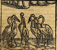 Picture 104 of 293 from Ioannis Pierii Valeriani Bellvnesis Hieroglyphica, sive De sacris Aegypticrvm aliarumq[ue] gentium literis, commentariorum libri LVIII cum duobus alijs ab eruditissimo viro annexis. Accesserunt loco auctarij, Hieroglyphicorum collectanea, ex veteribus & recentioribus auctoribus descripta, & in sex libros digesta. Horapollinis item hieroglyphicorum libri duo, ex postrema Dauidis Hoeschelij correctione. Praetereà eiusdem Pierij declamatiuncula Pro barbis sacerdotum, & reliqua opuscula siue Poemata omnia (1614), leaf 274