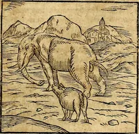An illustration from Ioannis Pierii Valeriani Bellvnesis Hieroglyphica, sive De sacris Aegypticrvm aliarumq[ue] gentium literis, commentariorum libri LVIII cum duobus alijs ab eruditissimo viro annexis. Accesserunt loco auctarij, Hieroglyphicorum collectanea, ex veteribus & recentioribus auctoribus descripta, & in sex libros digesta. Horapollinis item hieroglyphicorum libri duo, ex postrema Dauidis Hoeschelij correctione. Praetereà eiusdem Pierij declamatiuncula Pro barbis sacerdotum, & reliqua opuscula siue Poemata omnia (1614)