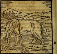An illustration from Ioannis Pierii Valeriani Bellvnesis Hieroglyphica, sive De sacris Aegypticrvm aliarumq[ue] gentium literis, commentariorum libri LVIII cum duobus alijs ab eruditissimo viro annexis. Accesserunt loco auctarij, Hieroglyphicorum collectanea, ex veteribus & recentioribus auctoribus descripta, & in sex libros digesta. Horapollinis item hieroglyphicorum libri duo, ex postrema Dauidis Hoeschelij correctione. Praetereà eiusdem Pierij declamatiuncula Pro barbis sacerdotum, & reliqua opuscula siue Poemata omnia (1614)