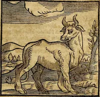 An illustration from Ioannis Pierii Valeriani Bellvnesis Hieroglyphica, sive De sacris Aegypticrvm aliarumq[ue] gentium literis, commentariorum libri LVIII cum duobus alijs ab eruditissimo viro annexis. Accesserunt loco auctarij, Hieroglyphicorum collectanea, ex veteribus & recentioribus auctoribus descripta, & in sex libros digesta. Horapollinis item hieroglyphicorum libri duo, ex postrema Dauidis Hoeschelij correctione. Praetereà eiusdem Pierij declamatiuncula Pro barbis sacerdotum, & reliqua opuscula siue Poemata omnia (1614)