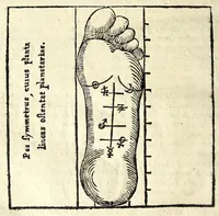 An illustration from Ioannis Sigismvndi Elsholtii Anthropometria : accessit doctrina naevorum (1654)