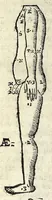 An illustration from Ioannis Sigismvndi Elsholtii Anthropometria : accessit doctrina naevorum (1654)
