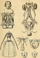 An illustration from Ioannis Veslingii ... Syntagma anatomicum (1647)