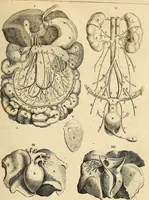 An illustration from Ioannis Veslingii ... Syntagma anatomicum (1647)