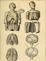 An illustration from Ioannis Veslingii ... Syntagma anatomicum (1647)