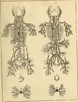 An illustration from Ioannis Veslingii ... Syntagma anatomicum (1647)