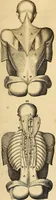 An illustration from Ioannis Veslingii ... Syntagma anatomicum (1647)