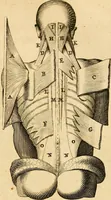 An illustration from Ioannis Veslingii ... Syntagma anatomicum (1647)