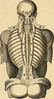 An illustration from Ioannis Veslingii ... Syntagma anatomicum (1647)