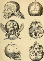 An illustration from Ioannis Veslingii ... Syntagma anatomicum (1647)