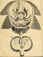 An illustration from Ioannis Veslingii ... Syntagma anatomicum (1647)