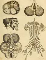 An illustration from Ioannis Veslingii ... Syntagma anatomicum (1647)