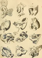 An illustration from Ioannis Veslingii ... Syntagma anatomicum (1647)