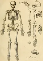 An illustration from Ioannis Veslingii ... Syntagma anatomicum (1647)