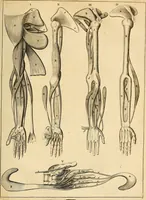 An illustration from Ioannis Veslingii ... Syntagma anatomicum (1647)