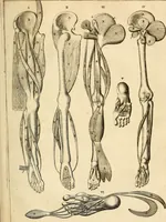 An illustration from Ioannis Veslingii ... Syntagma anatomicum (1647)