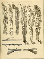An illustration from Ioannis Veslingii ... Syntagma anatomicum (1647)