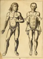 An illustration from Ioannis Veslingii ... Syntagma anatomicum (1647)