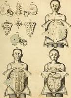 An illustration from Ioannis Veslingii ... Syntagma anatomicum (1647)