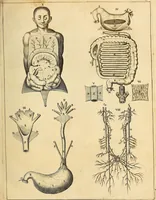 An illustration from Ioannis Veslingii ... Syntagma anatomicum (1647)