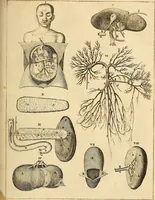 An illustration from Ioannis Veslingii ... Syntagma anatomicum (1647)