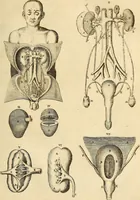 An illustration from Ioannis Veslingii ... Syntagma anatomicum (1647)