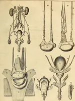 An illustration from Ioannis Veslingii ... Syntagma anatomicum (1647)