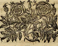 An illustration from Io. Bap. Portae Neopolitani de distillatione lib. IX : quibus certa methodo, multipliciq[ue] artificio, penitioribus naturae arcanis detectis, cuius libet mixti in propria elementa resolutio, perfectè docetur (1608)