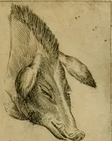 Picture 83 of 92 from Io. Baptistae Portae neapolitani De hvmana physiognomonia libri IIII (1586), leaf 142