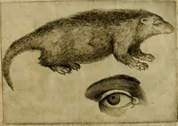 Picture 91 of 92 from Io. Baptistae Portae neapolitani De hvmana physiognomonia libri IIII (1586), leaf 202